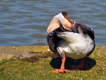 Duck stands near the lake - Kostenloses image #297551